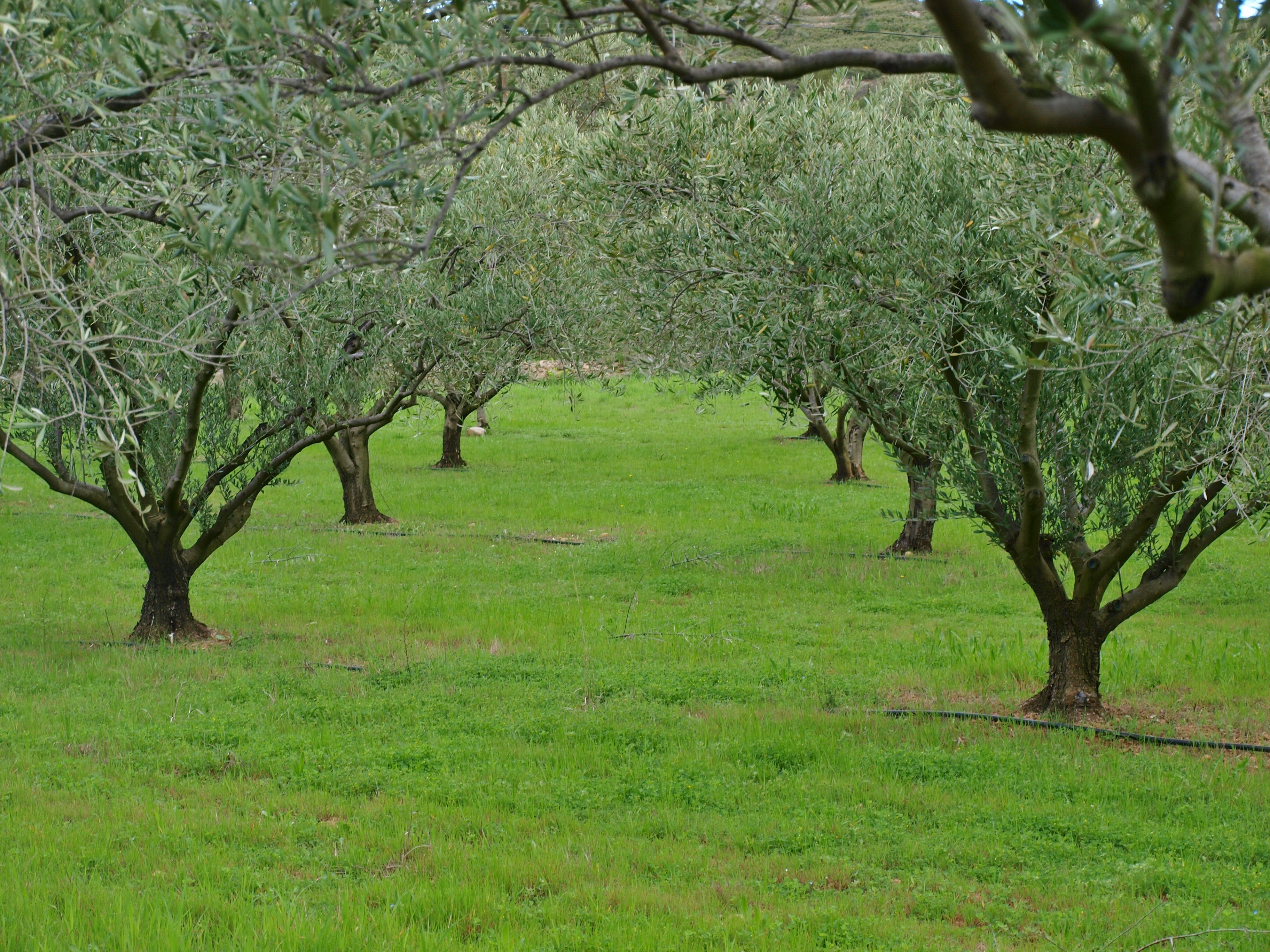 Olive trees before pruning